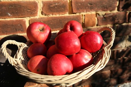 France, Haute Normandie, eure, gauciel, le clos Cerisey, production cidricole de Stephane Van Tornhout, specialite de pomme a chair rouge