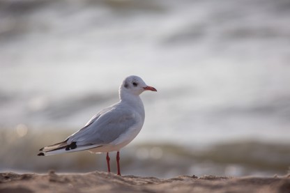 Blonville-sur-Mer (Calvados)