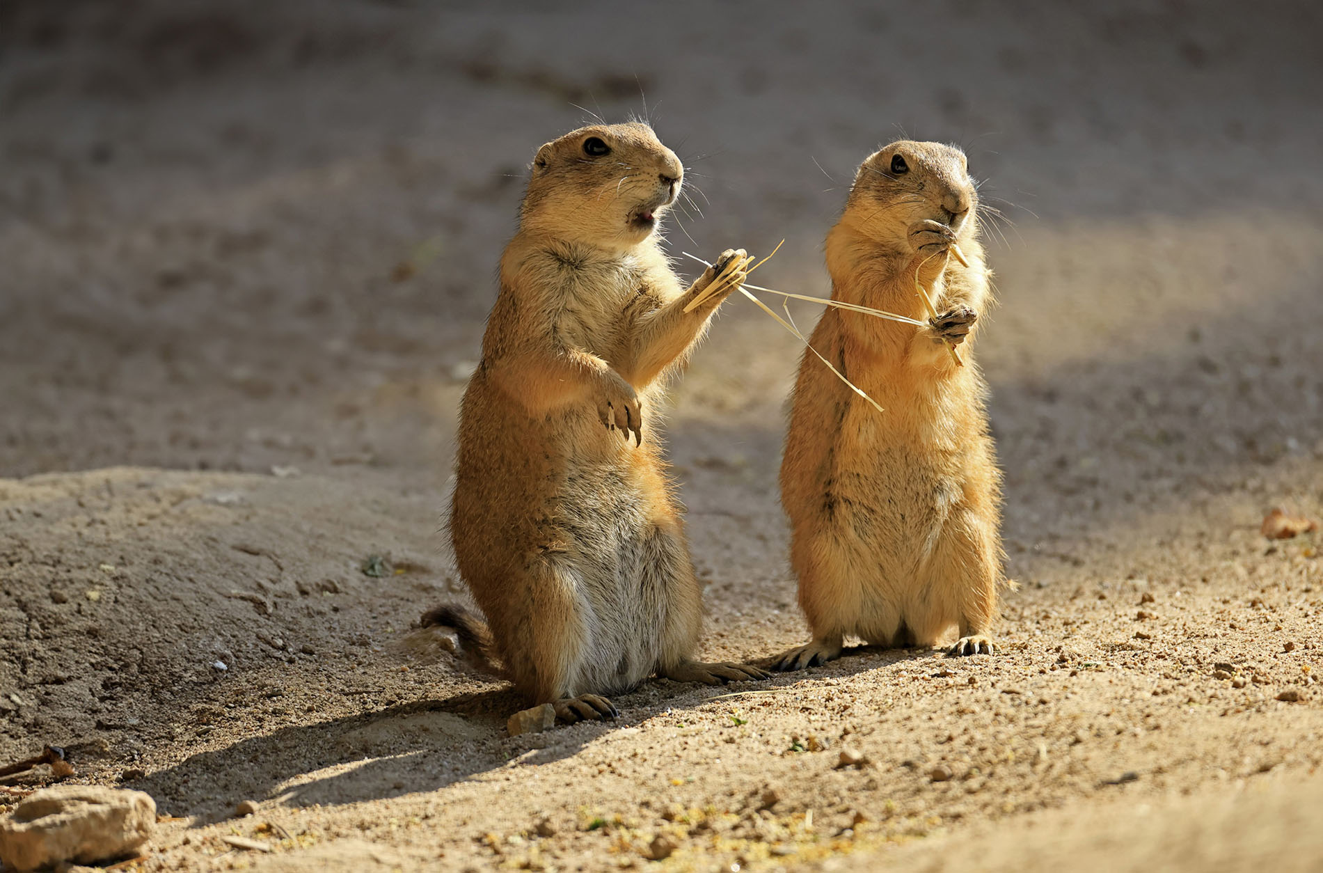 Black-tailed prairie dog (Cynomys ludovicianus), adult, feeding, two animals, North America