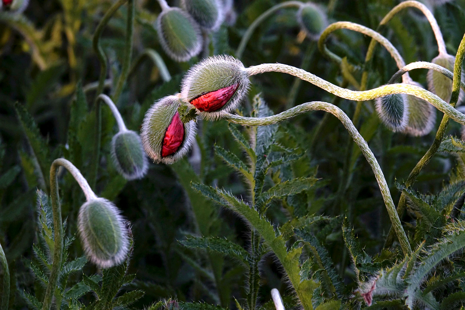 Poppies in spring, Germany, Europe