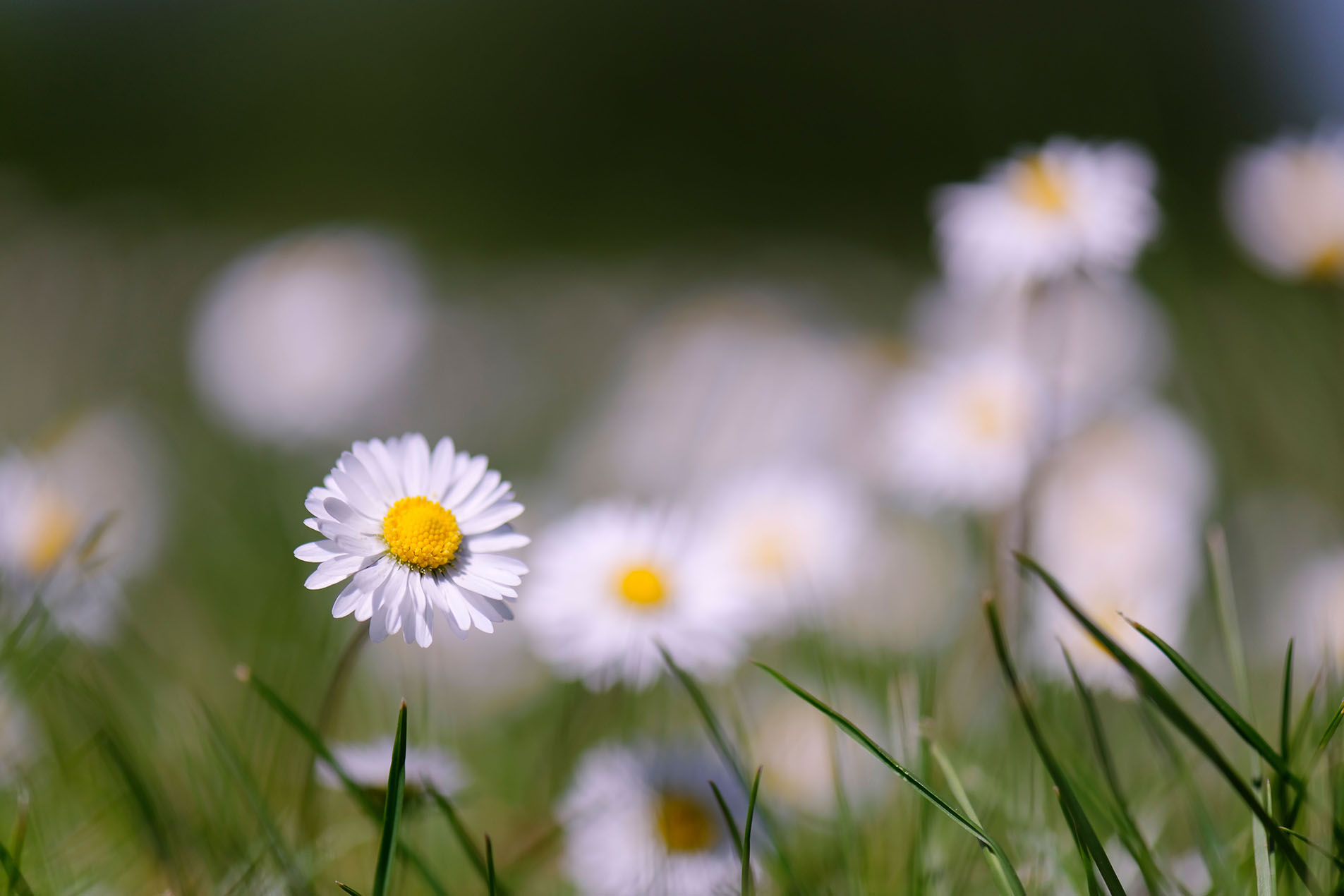 Common Daisy - Bellis perennis