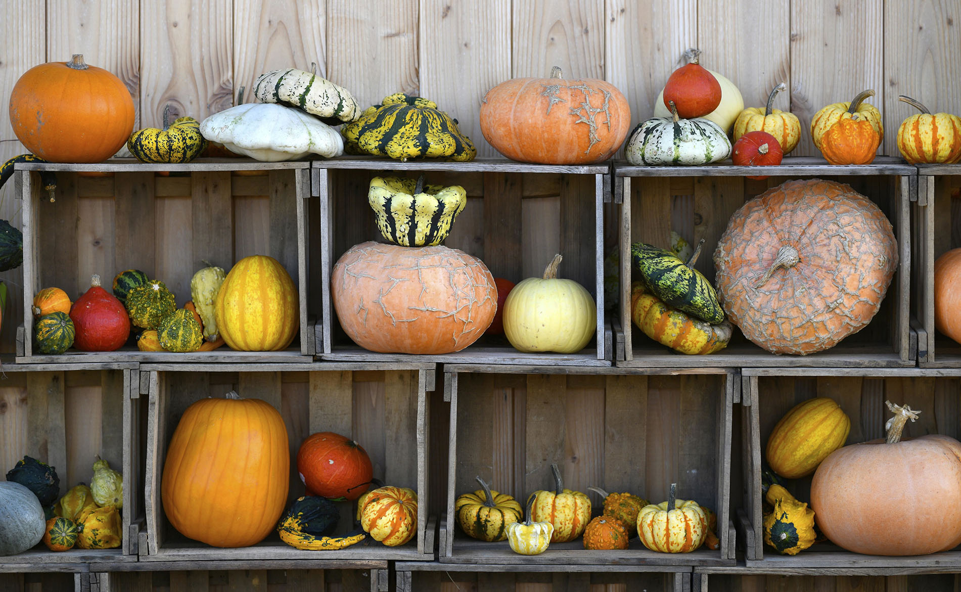 Various pumpkins exhibited in boxes