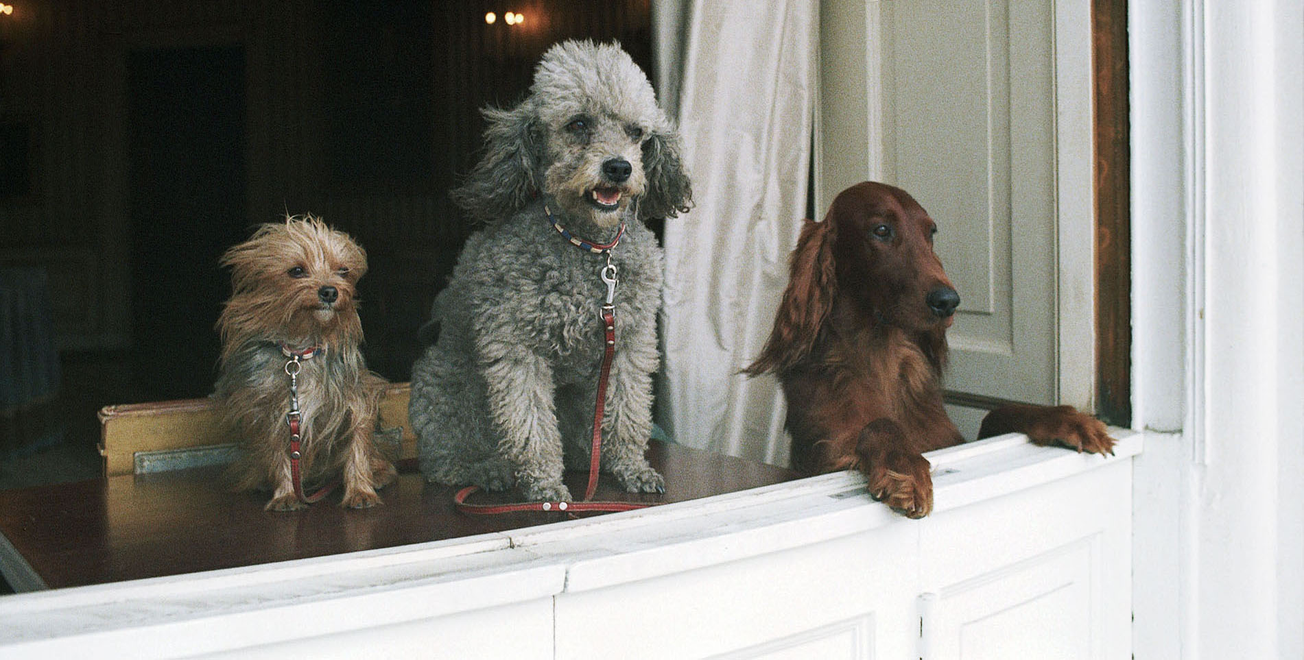 Presidential Pets.