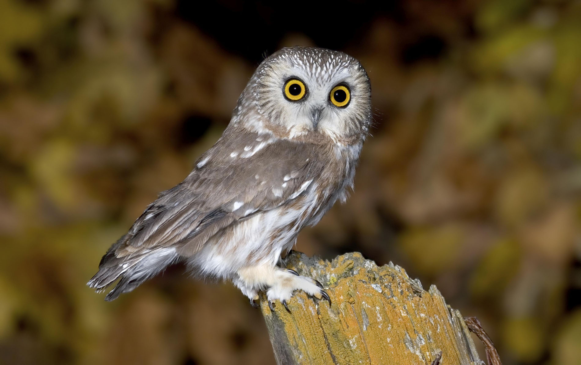 Northern Saw-whet Owl Aegolius acadicus Duluth, Minnesota, United States 19 October Adult Strigidae