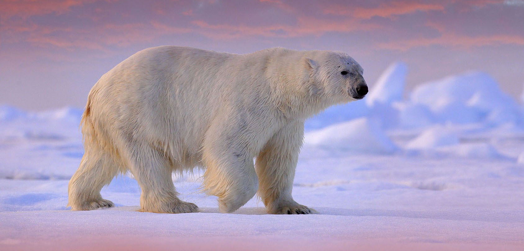 Polar bear on drift ice edge with snow and water in Svalbard sea. White big animal in the nature habitat, Europe. Wildlife scene from nature. Dangerous bear walking on the ice