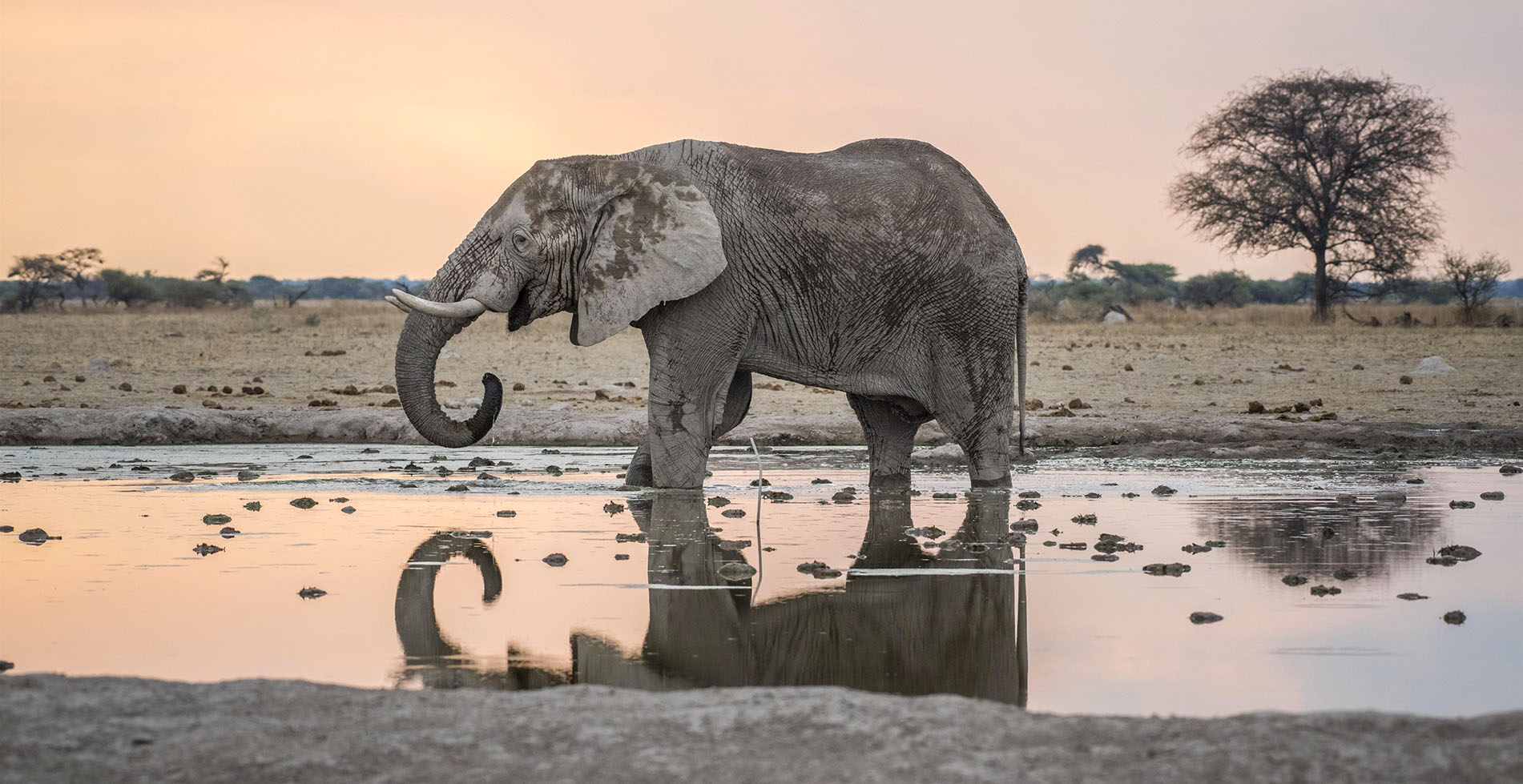 African elephant (Loxodonta africana) drinks at a waterhole