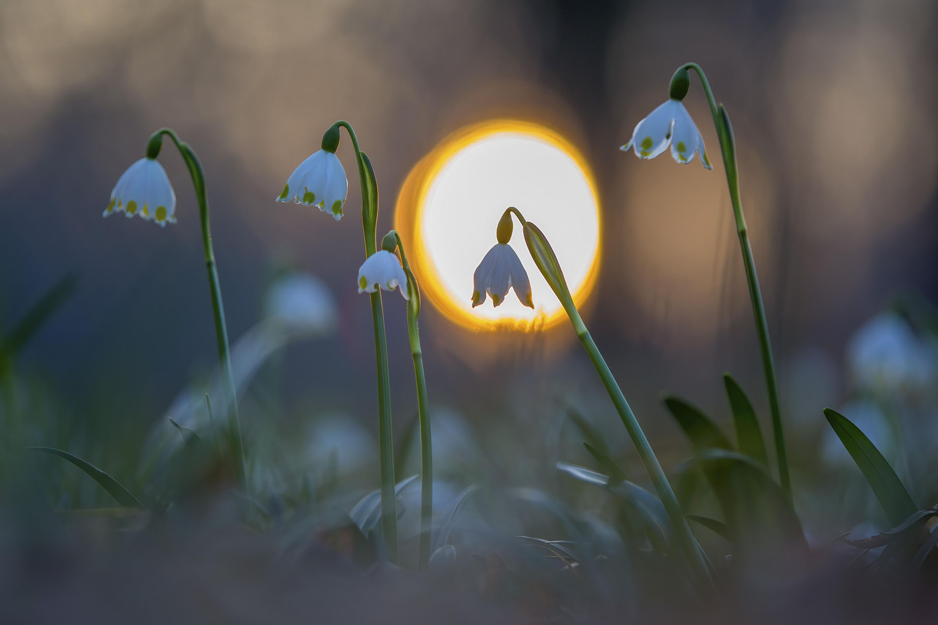 Spring snowdrop (Leucojum vernum), March snowdrop, March bells, sunset, blossoms, plants, spring, early bloomers, Middle Elbe Biosphere Reserve, Saxony-Anhalt, Germany, Europe