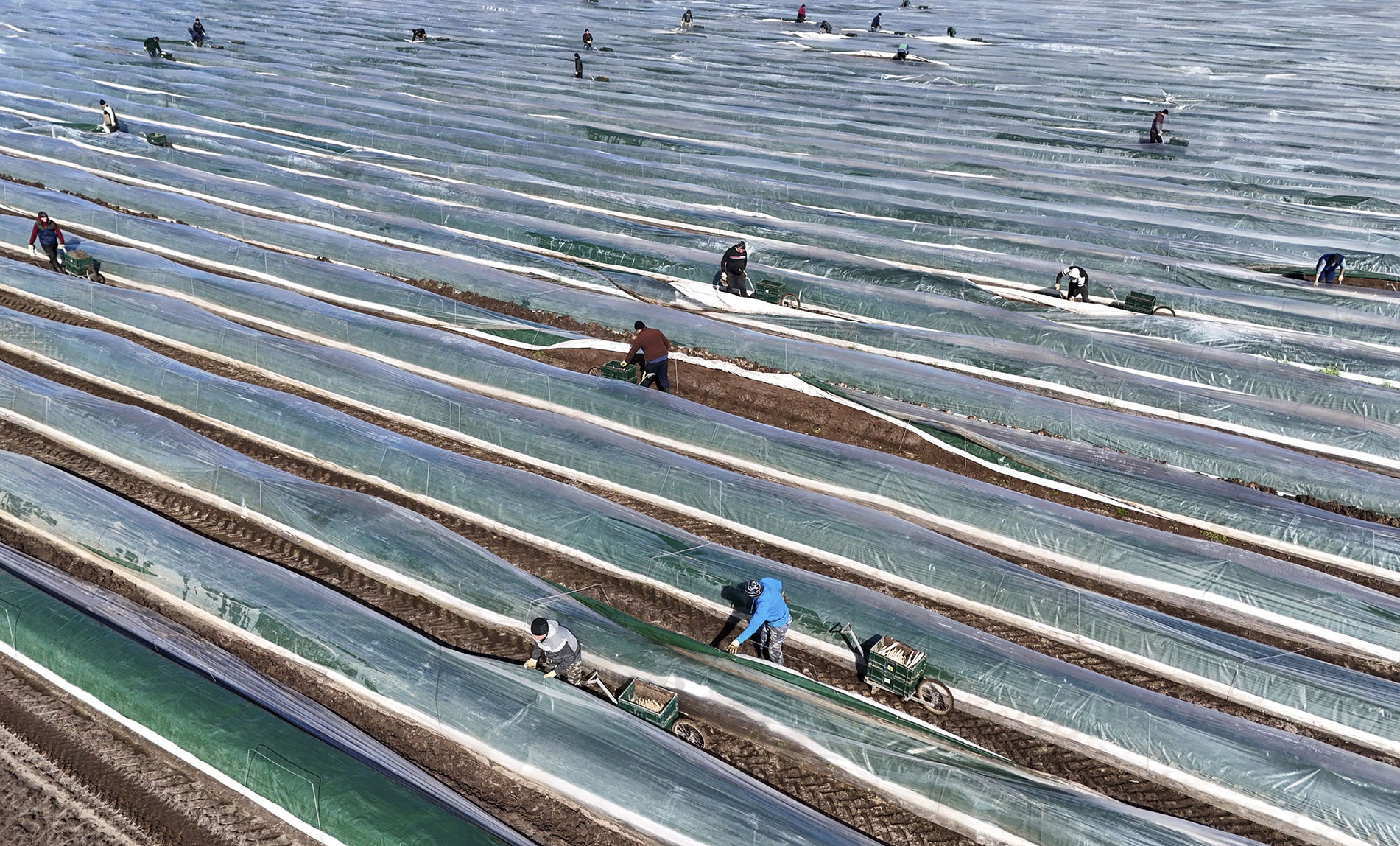 The first asparagus is harvested from a foil-covered asparagus field, Beelitz, 26/03/2024