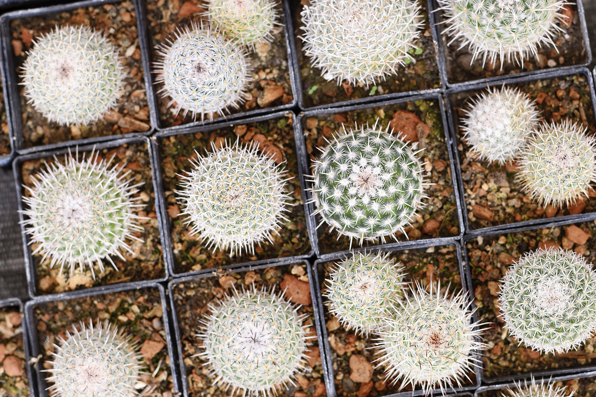 Top view of many small 'Mammillaria Parkinsonii' cactus plants