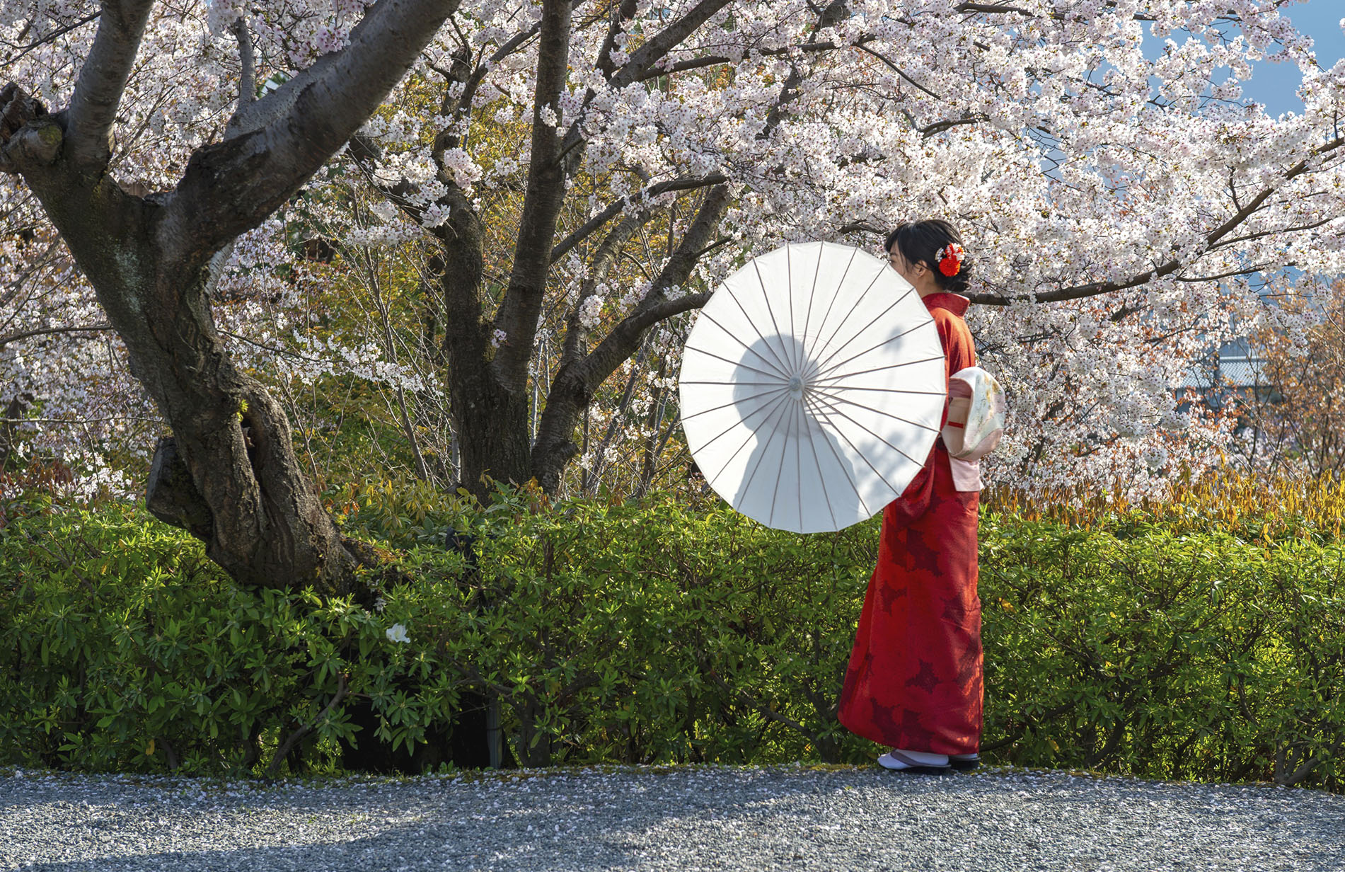 Japanese woman wearing red kimono with parasol in front of cherry blossoms, in the evening light, Higashiyama, Kyoto, Japan