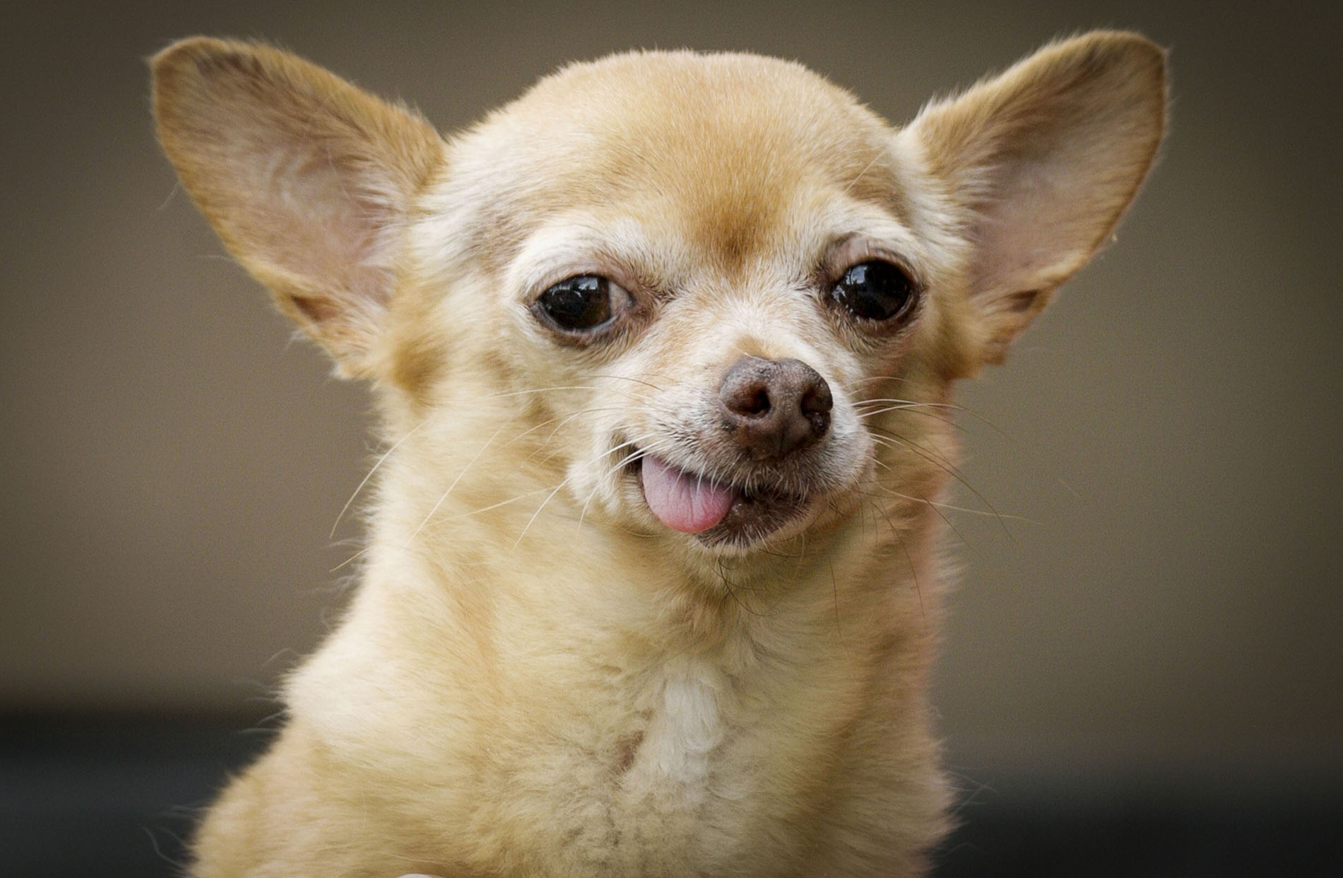 Portrait of Chihuahua dog sticking out tongue