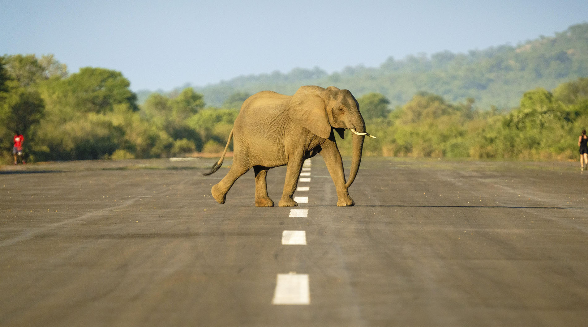 African elephant, Loxodontra Africana, is crossing an airstrip. The elephant herd is walking together, in distance you see two people running, jogging on the landing strip in the African bush. Lower Z...