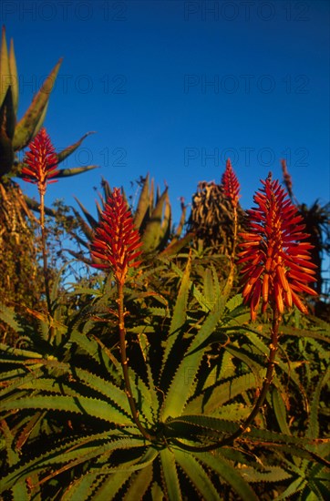 Aloe