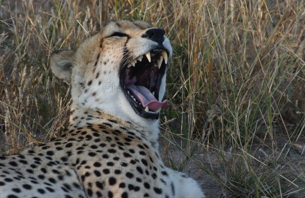 Cheetah teeth
\n