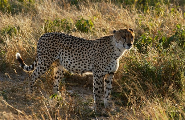 Cheetah in dry grass
\n
