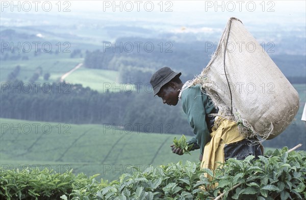 Tea picking
\n
\n