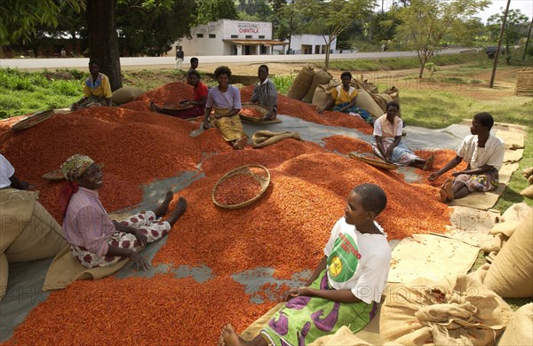 Ladies grading chillies
\n