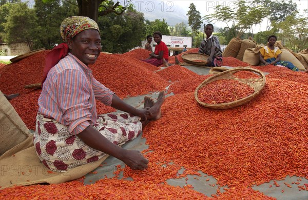 Ladies grading chillies
\n