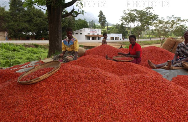 Ladies grading chillies
\n