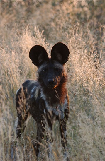 African Wild dog
\n