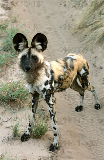 African Wild Dog
\n