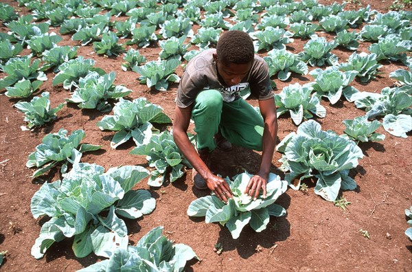 Inspecting Cabbages
\n