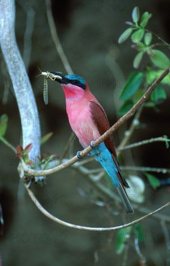 Hungry Bee-Eater
\n