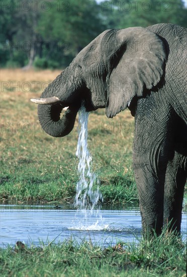 Elephant Drinking
\n