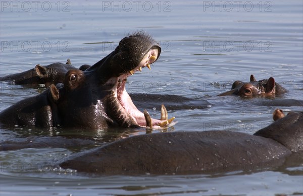 Hippo Yawning
\n