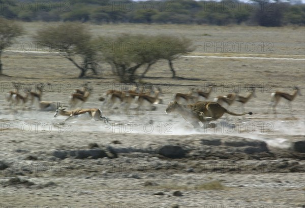 Lion Chase. Nxai Pan
\n