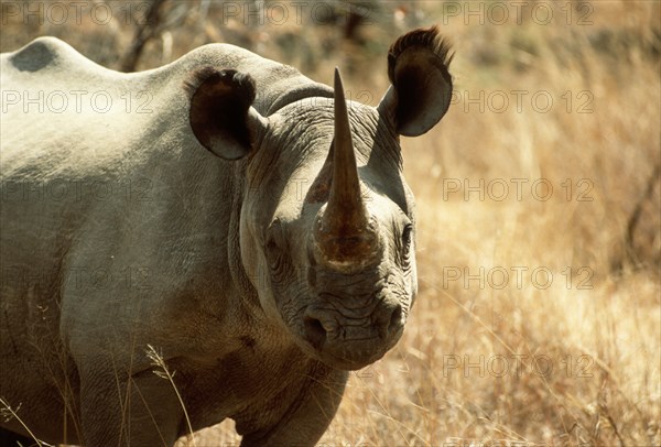 Black Rhino in dry grass