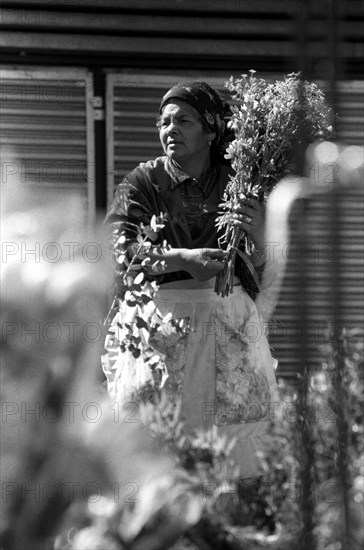 Cape Town, South Africa

flowers, bunch of flowers, cape coloured