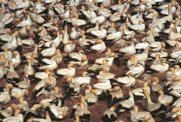 Cape gannet (Sula capensis) colony