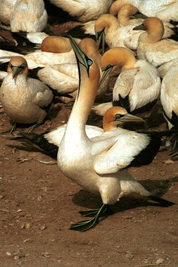 Cape gannet (Sula capensis) colony