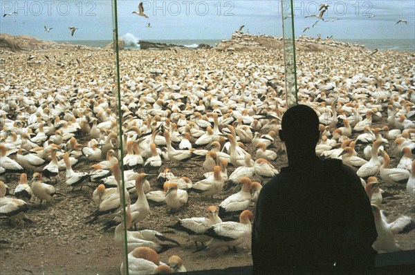 bird hide, Cape gannet (Sula capensis) colony