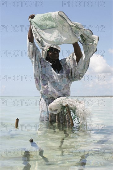 Zanzibar, April 2006, A women preparing to plant seaweed at low tide at the east coat village of Paje.