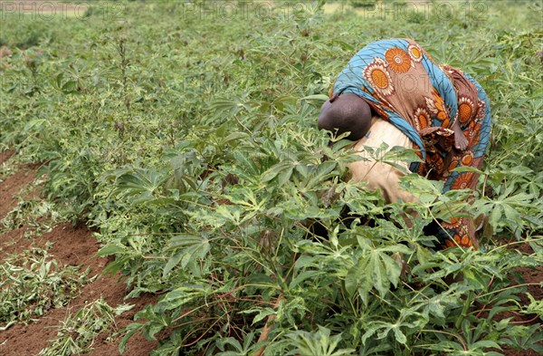 Burundi, A woman with child on her back working in casava plantations outside the capital, Bujumbura, February 2006.