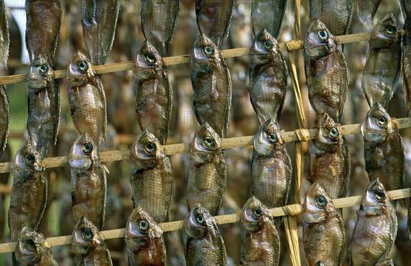 TILAPIA, SUN DRIED FISH, LAKE MBURO, UGANDA