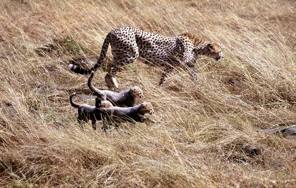 CHEETAH WITH YOUNG, MARA PLAIN, KENYA