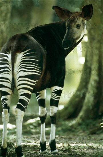 FEMALE OKAPI, EPULU, DEMOCRATIC REPUBLIC OF THE CONGO