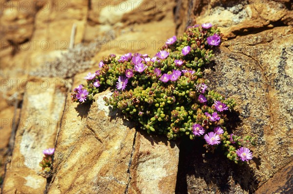 Cape Point