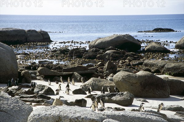 Boulder's Beach