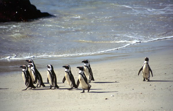 Boulder's Beach