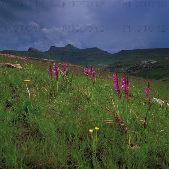 Watsonia