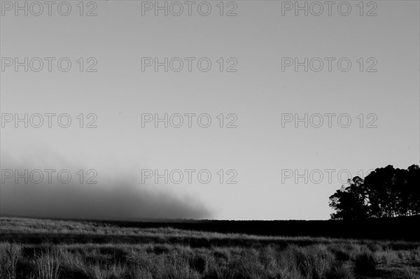 Fog nets