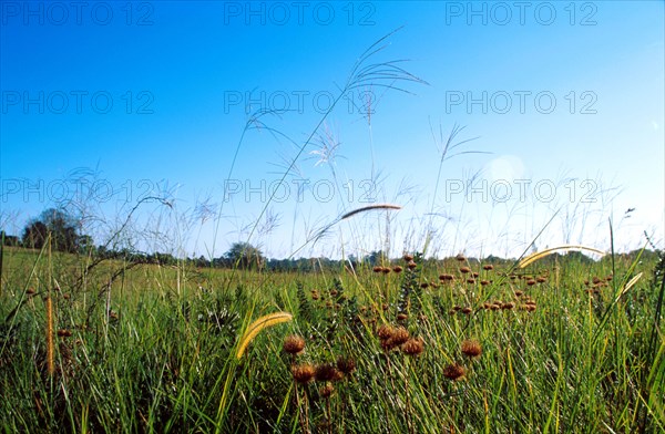 grasses in a field