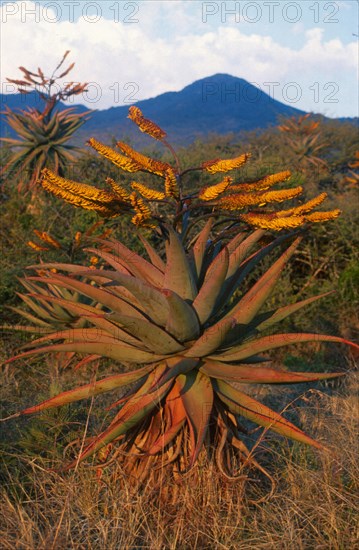 Aloe spp