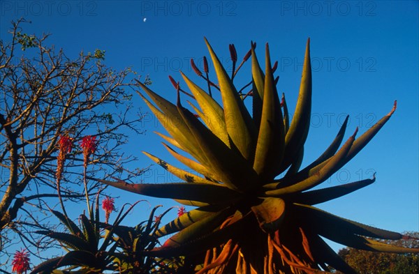 Aloe spp