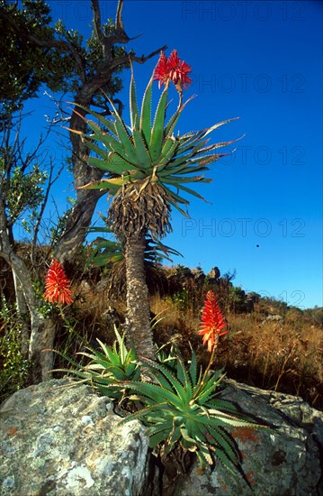 vegetation