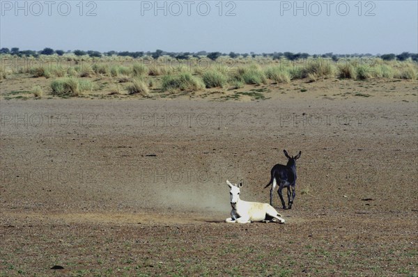 Niger